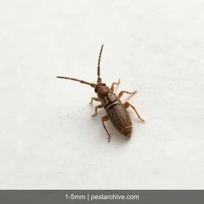 Springtails (Snow fleas, Spring bugs) | pestarchive.com
