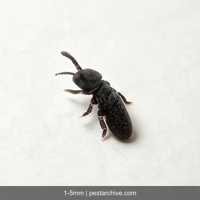 Springtails (Snow fleas, Spring bugs) | pestarchive.com