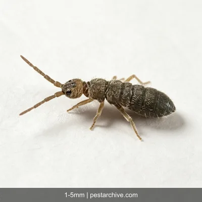 Springtails (Snow fleas, Spring bugs) | pestarchive.com