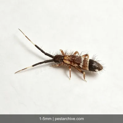 Springtails (Snow fleas, Spring bugs) | pestarchive.com