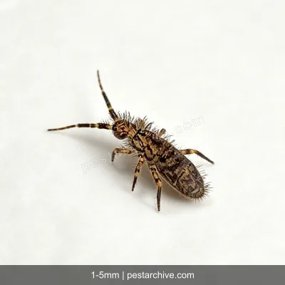 Springtails (Snow fleas, Spring bugs) | pestarchive.com