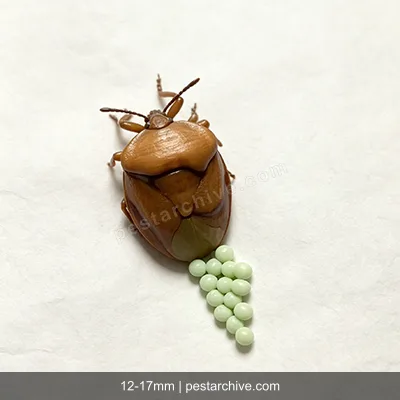 Stink Bugs (Brown marmorated stink bug, Shield bug, BMSB) | pestarchive.com