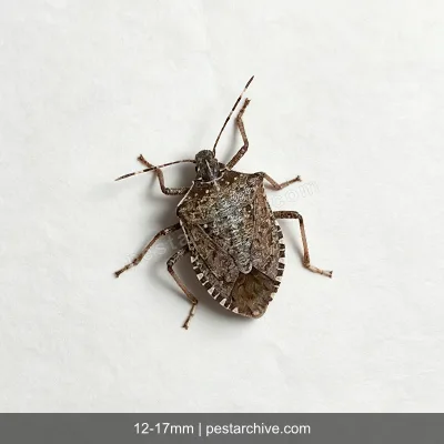 Stink Bugs (Brown marmorated stink bug, Shield bug, BMSB) | pestarchive.com