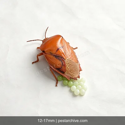 Stink Bugs (Brown marmorated stink bug, Shield bug, BMSB) | pestarchive.com