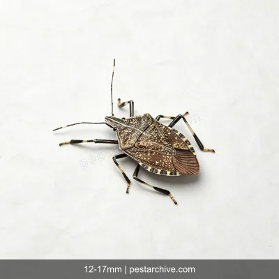 Stink Bugs (Brown marmorated stink bug, Shield bug, BMSB) | pestarchive.com