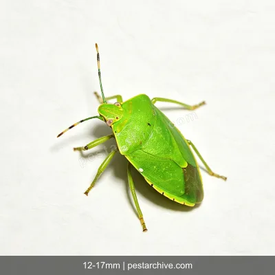 Stink Bugs (Brown marmorated stink bug, Shield bug, BMSB) | pestarchive.com