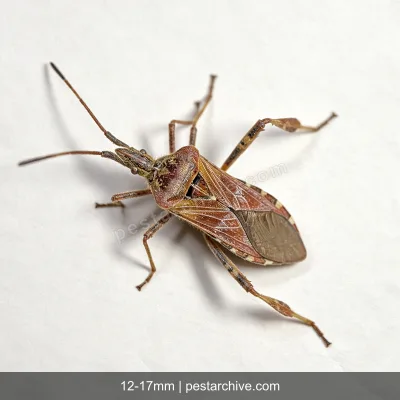 Stink Bugs (Brown marmorated stink bug, Shield bug, BMSB) | pestarchive.com