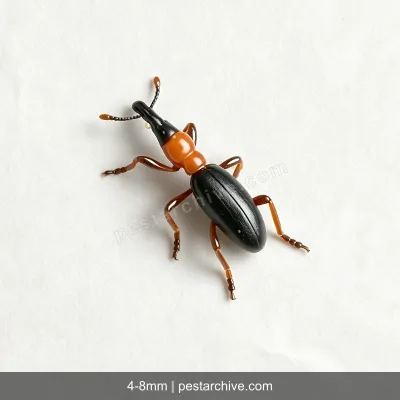 Sweet Potato Weevils (Sweetpotato weevil) | pestarchive.com