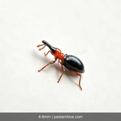Sweet Potato Weevils (Sweetpotato weevil) | pestarchive.com