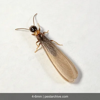 Termites (Subterranean termite, Drywood termite, Swarmers) | pestarchive.com