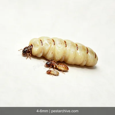 Termites (Subterranean termite, Drywood termite, Swarmers) | pestarchive.com