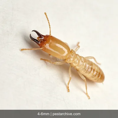 Termites (Subterranean termite, Drywood termite, Swarmers) | pestarchive.com