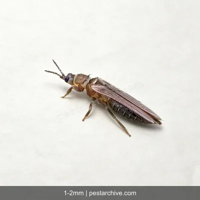 Thrips (Thunderflies, Western flower thrips, Harvest bugs) | pestarchive.com