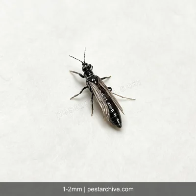 Thrips (Thunderflies, Western flower thrips, Harvest bugs) | pestarchive.com