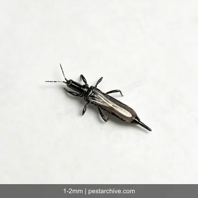 Thrips (Thunderflies, Western flower thrips, Harvest bugs) | pestarchive.com