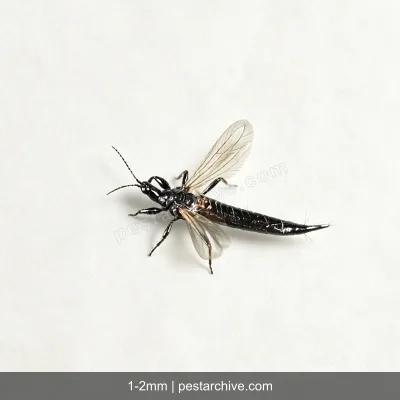 Thrips (Thunderflies, Western flower thrips, Harvest bugs) | pestarchive.com