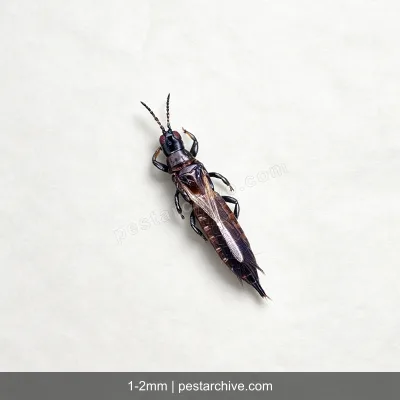 Thrips