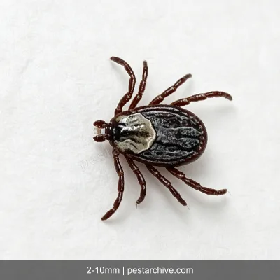 Ticks (Deer tick, Lone star tick, Dog tick, Seed tick) | pestarchive.com