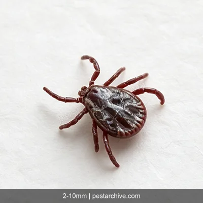 Ticks (Deer tick, Lone star tick, Dog tick, Seed tick) | pestarchive.com