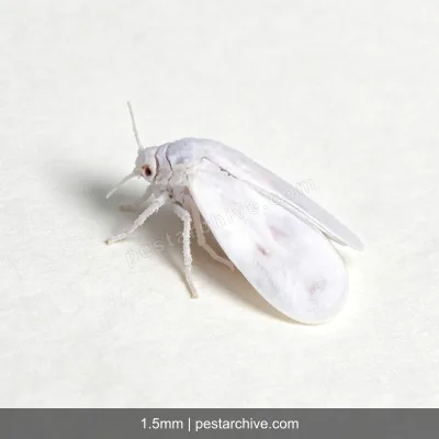 Whiteflies (Greenhouse whitefly, Silverleaf whitefly, Bemisia) | pestarchive.com