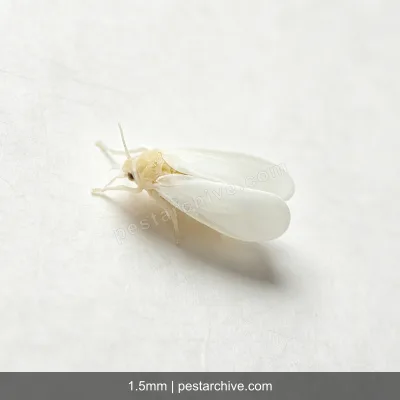 Whiteflies (Greenhouse whitefly, Silverleaf whitefly, Bemisia) | pestarchive.com