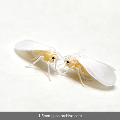 Whiteflies (Greenhouse whitefly, Silverleaf whitefly, Bemisia) | pestarchive.com