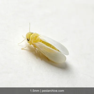 Whiteflies (Greenhouse whitefly, Silverleaf whitefly, Bemisia) | pestarchive.com