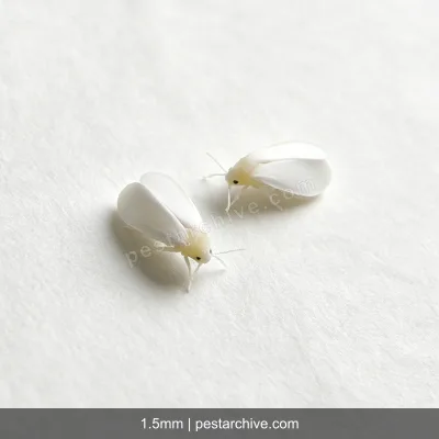 Whiteflies (Greenhouse whitefly, Silverleaf whitefly, Bemisia) | pestarchive.com